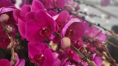 สร้างรายได้หลายร้อยล้านดองใกล้เทศกาลตรุษจีน ผู้ประกอบการจัดดอกกล้วยไม้ “นอนตอนกลางวัน ทำงานตอนกลางคืน”
