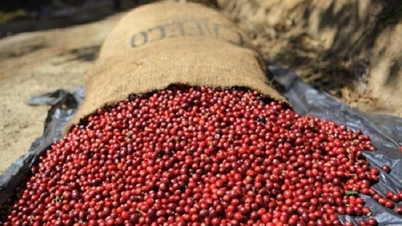Giá cà phê robusta bật tăng, khối lượng giao dịch tăng mạnh, vụ thu hoạch mới của Việt Nam sẽ ở mức thấp nhất 4 năm