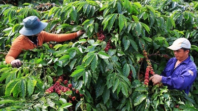 Coffee export prices forecast to increase until April 2024