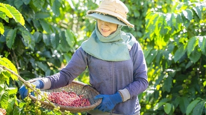 NESCAFÉ Plan honored in the highest category at the community awards