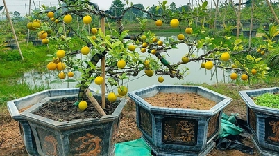 Trồng chanh bonsai đón Tết