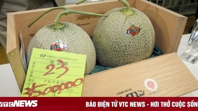 A pair of Japanese melons costs nearly 600 million VND