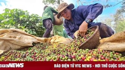 តម្លៃ​ថ្ងៃ​ទី​៦ ខែ​វិច្ឆិកា៖ តម្លៃ​កាហ្វេ​ពិភពលោក និង​ក្នុង​ស្រុក​ឡើង​ថ្លៃ