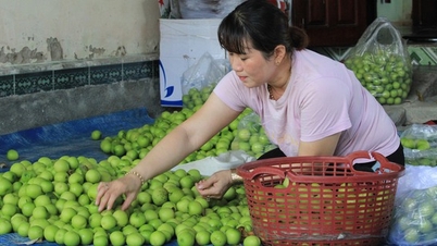 Giving delicious apples to people to eat, this cooperative member in Khanh Hoa brings home more money