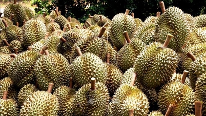 Xuất khẩu rau quả có thể lập kỷ lục mới 7,5 tỷ USD