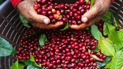 Giá cà phê Arabica giảm