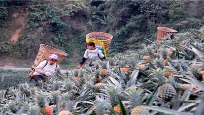 Nhận diện thực trạng kinh tế – xã hội theo điều tra phiếu xã: Thúc đẩy hoạt động chế biến nông, lâm sản (Bài 5)