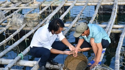The "thirst" for soft sand of marine farmers in Van Don island district, Quang Ninh province