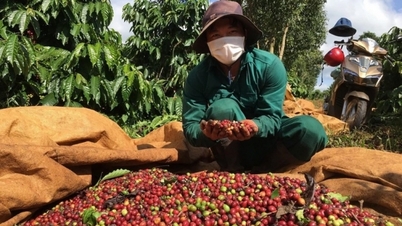 Sản lượng cà phê niên vụ 2023-2024 sẽ giảm 20%, xuống 1,47 triệu tấn