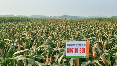 Syngenta ណែនាំពូជពោតកែប្រែហ្សែនថ្មី NK6101BGT