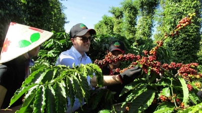 Giá cà phê Arabica tăng sốc gần 10%, xuất khẩu cà phê có được lợi?