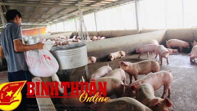 Tăng cường kiểm tra, kiểm soát vận chuyển heo trên địa bàn tỉnh