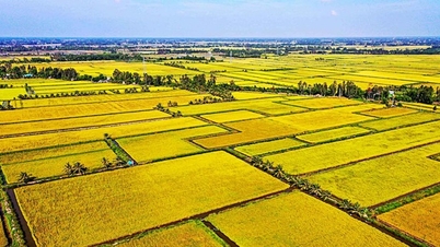 Money-making jobs in the Mekong Delta (Last article)