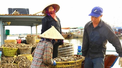 Ở thị xã Quảng Yên của Quảng Ninh dân nuôi hàu toàn con to bự, bổ thận tráng dương, bán hút hàng