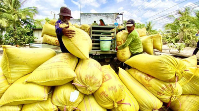 VN có khả năng tăng nhập khẩu gạo