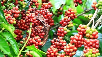 로부스타 커피 가격 또 최고치 경신