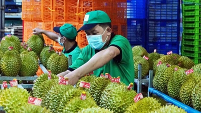 Thêm nhiều nước nhập khẩu sầu riêng Việt Nam