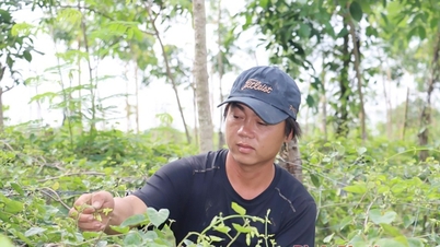 ដាំផ្កាព្រឹកព្រលឹម ជាបន្លែពិសេស សម្បូរជាតិសរសៃ និងប្រូតេអ៊ីន ហេតុអ្វីប្រជាជន Binh Phuoc ពិបាកចិត្តម្លេះ?