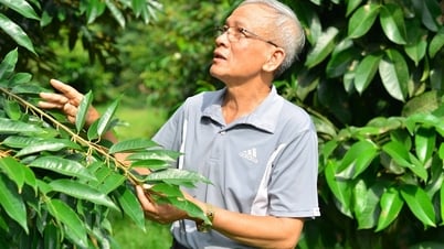 Growing a "billion dollar tree", a 75-year-old man has an income that makes young people admire