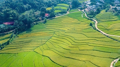 Die Terrassenfelder in Lao Cai sind nach der Flut reif und versprechen eine Rekordernte.