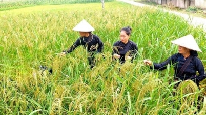 Giá lúa gạo hôm nay 26/9: Giá gạo giảm 50