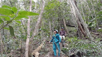 Quang Ngai: Proposing many policies to support forestry development