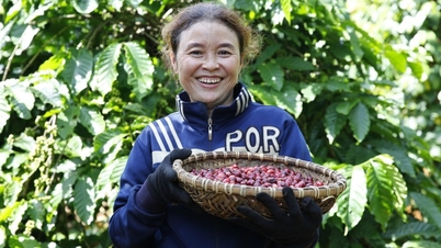 Giá xuất khẩu cà phê Arabica lập đỉnh 5 tháng