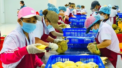 Xuất khẩu rau quả sang Trung Quốc trên 3,7 tỷ USD, nhiều doanh nghiệp mong muốn được xuất khẩu sang đất nước 1,4 tỷ dân