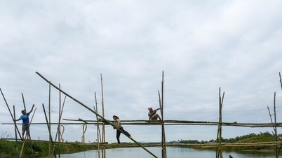 ប្រជាជន​ហែល​លើ​បង្គោល​ដើម្បី​បង្កើត​ស្ពាន 'Thach Sanh' តភ្ជាប់​ច្រាំង​ទន្លេ Thu Bon។
