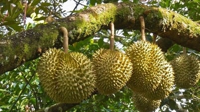 Nguyên nhân khiến 30 lô hàng sầu riêng xuất khẩu sang Trung Quốc bị cảnh báo