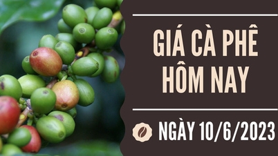 Quay đầu giảm cao nhất 400 đồng/kg