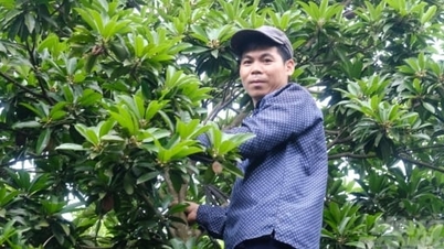 Ly kỳ 'tiểu sử' giống hồng xiêm nhót 100 năm tuổi