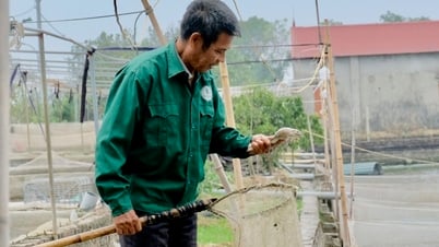 mỗi năm nuôi 3 lứa ếch, nông dân thu lãi 600 triệu đồng