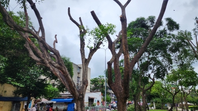 ដើមឈើជាច្រើននៅក្នុងទីក្រុងហូជីមិញត្រូវបានកាប់បំផ្លាញ។