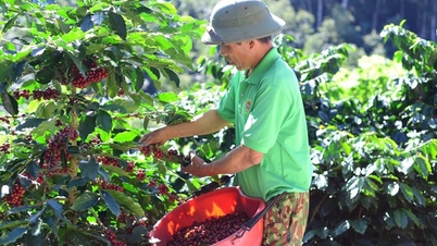 Nhiều nước đổ xô mua cà phê của Việt Nam, riêng một châu lục này đã bỏ ra 2 tỷ USD