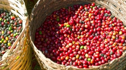 តម្លៃកាហ្វេ Robusta ស្ទុះងើបឡើងវិញពីកម្រិតទាបរយៈពេល 1 ខែ