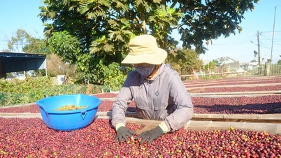 Nông sản Việt thích ứng nhanh để giữ thị trường