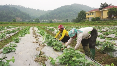 Providing plant seeds to support Lao Cai in restoring production