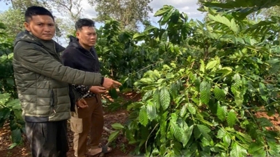 Hai anh em ruột hái trộm gần nửa tấn cà phê của chủ vườn ở Gia Lai