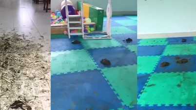 Cows of leaders of the Department of Labor, Invalids and Social Affairs of Vinh Long were roaming freely and defecating in the children's room.