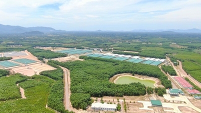 โครงการปศุสัตว์ของ THACO ในจังหวัดบิ่ญดิ่ญยังคงขยายระยะเวลาดำเนินการให้แล้วเสร็จต่อไป