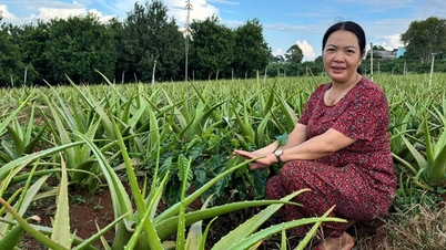 Cây nha đam xòe bẹ to mập mọng nước trồng liều trong vườn cà phê ở Lâm Đồng, ai ngờ lại trúng