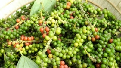 Tụt dốc rời mốc 150.000 đồng/kg?