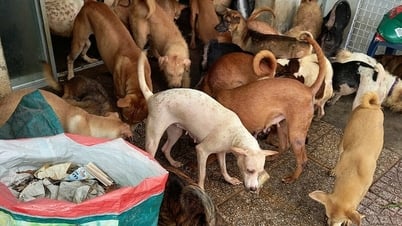 Nachbarschaft in „Panik“, weil Nachbar fast 100 Hunde großzieht