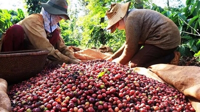 Xuất khẩu cà phê từ nay tới tháng 9 sẽ giảm dần