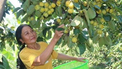 Cây hồng không hạt ra quả đặc sản trồng la liệt ở một xã của Lào Cai, ăn ngon phải ngâm mấy ngày