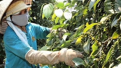 Đồng loạt chững lại, giá cao nhất 151.000 đồng/kg