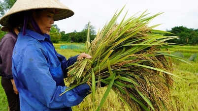 Gặt lúa đã mang về tới nhà mà dân một xã của Nghệ An vẫn "đánh rơi" 7 tỷ đồng, đến khổ!