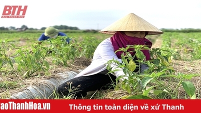Vì sao doanh nghiệp trong tỉnh chưa xây dựng được mã số vùng trồng