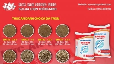 របកគំហើញរបស់ Sao Mai Super Feed